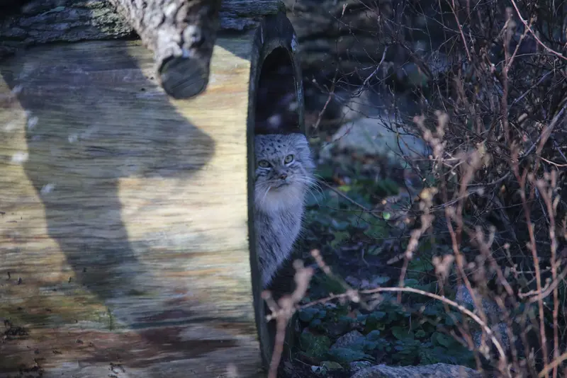 A photograph of Zarina in Wrocław Zoo