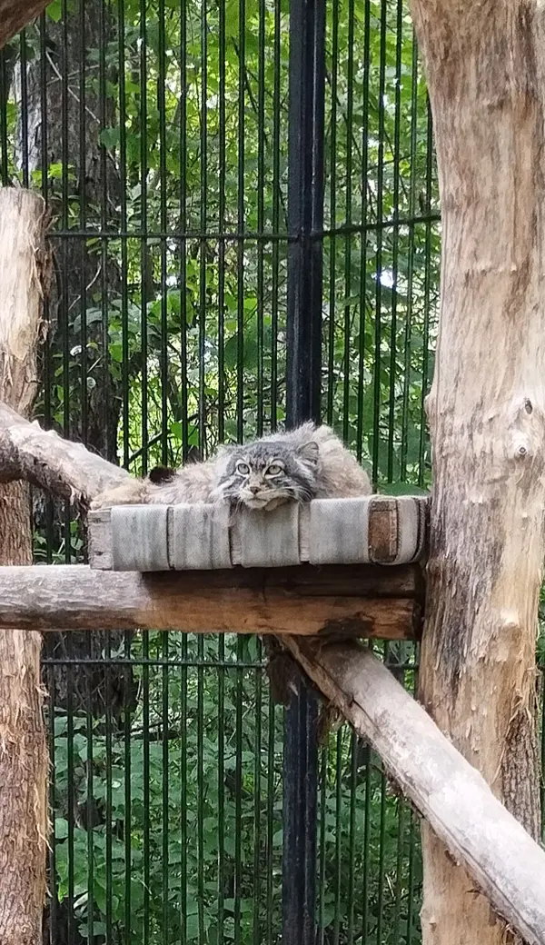 A photograph of a Pallas's cat in Novosibirsk Zoo