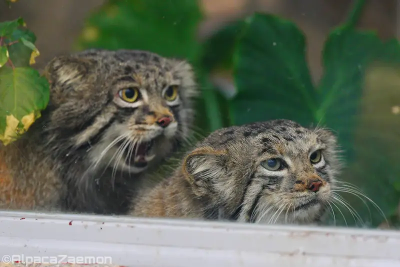 A photograph of Az and Nar in Kobe Animal Kingdom
