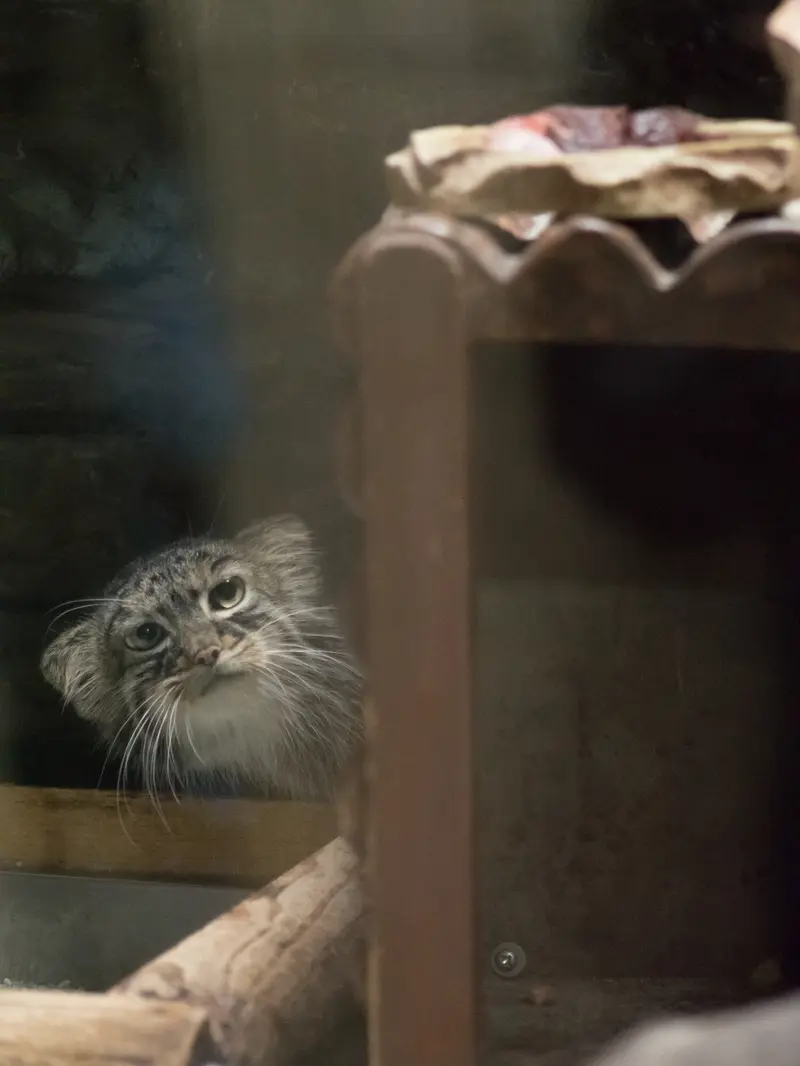 A photograph of Shafran in Ueno Zoological Gardens