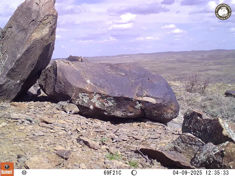 A photograph of Kazakh pika from Koshkar camera trap