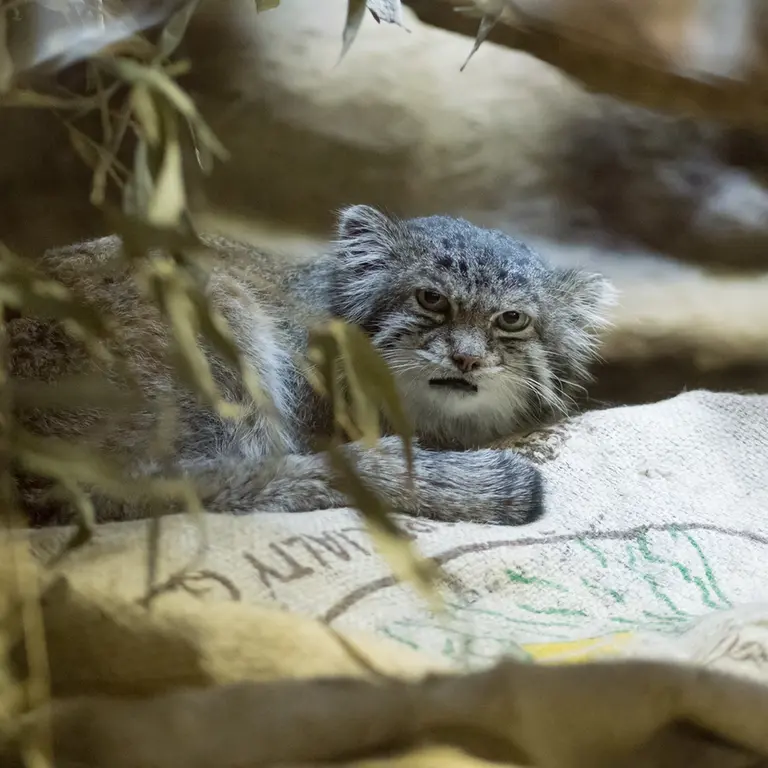 A photograph of Klyon in Ueno Zoological Gardens