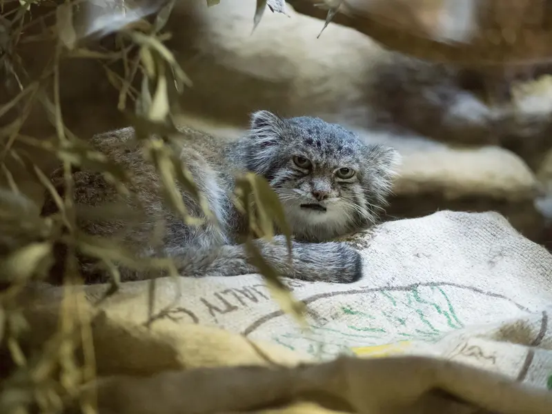 A photograph of Klyon in Ueno Zoological Gardens