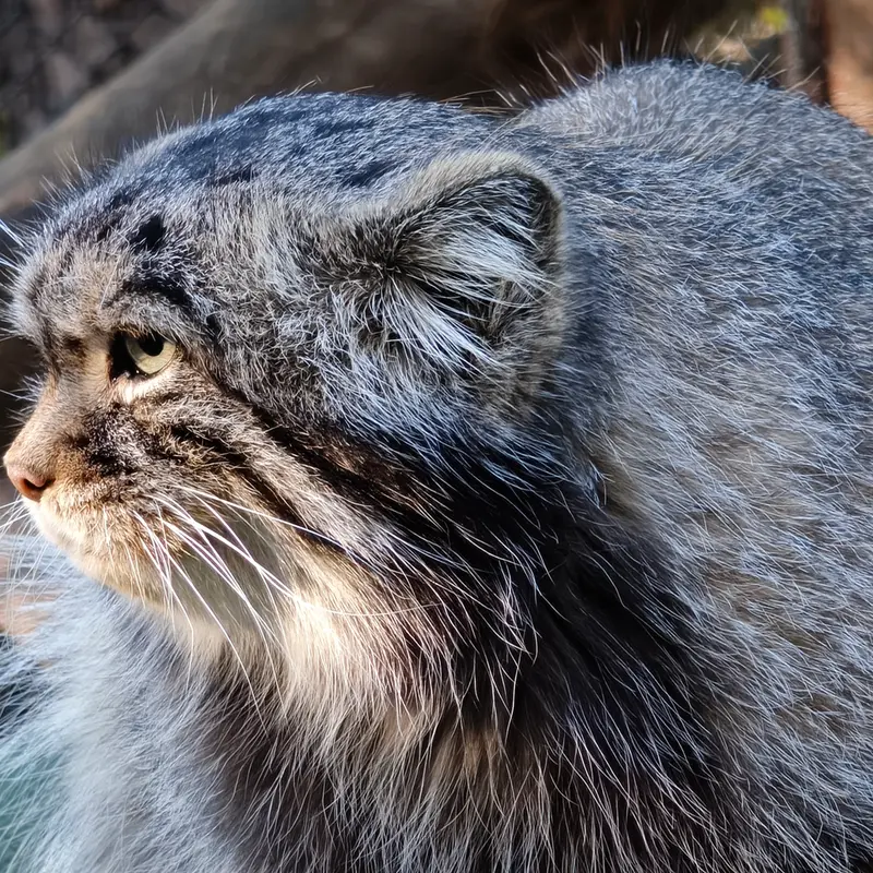 A photograph of George in Novosibirsk Zoo