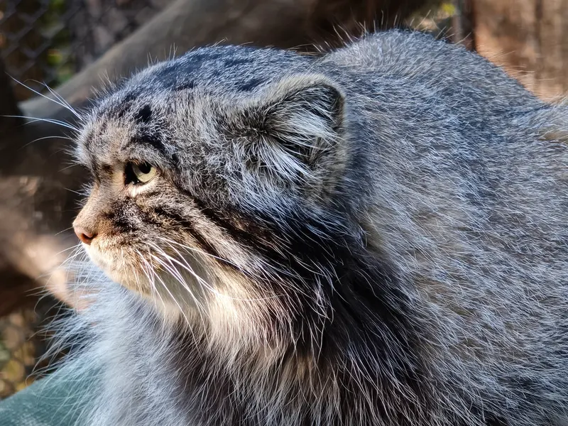 A photograph of George in Novosibirsk Zoo