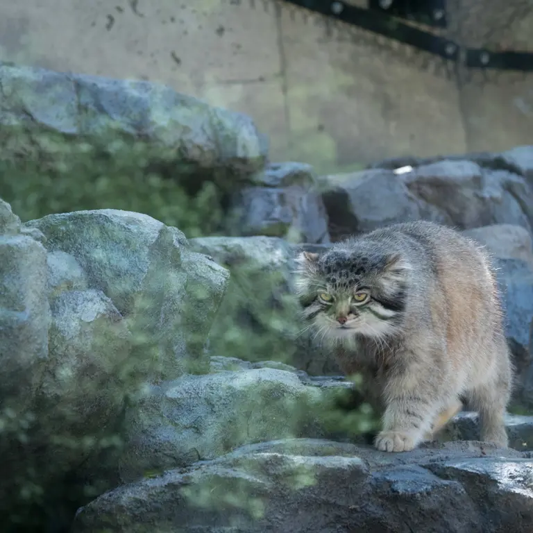 A photograph of Grusha in Asahiyama Zoo