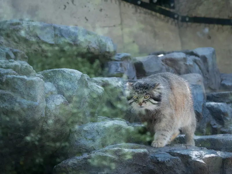 A photograph of Grusha in Asahiyama Zoo