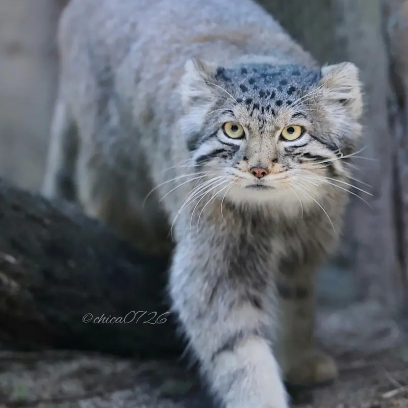 A photograph of Nagomu in Nasu Animal Kingdom
