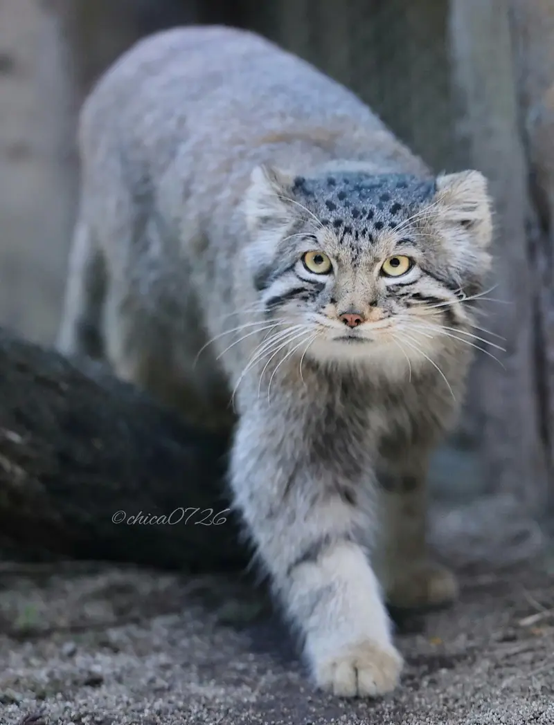 A photograph of Nagomu in Nasu Animal Kingdom