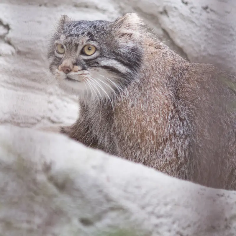 A photograph of Figa in Nogeyama Zoo