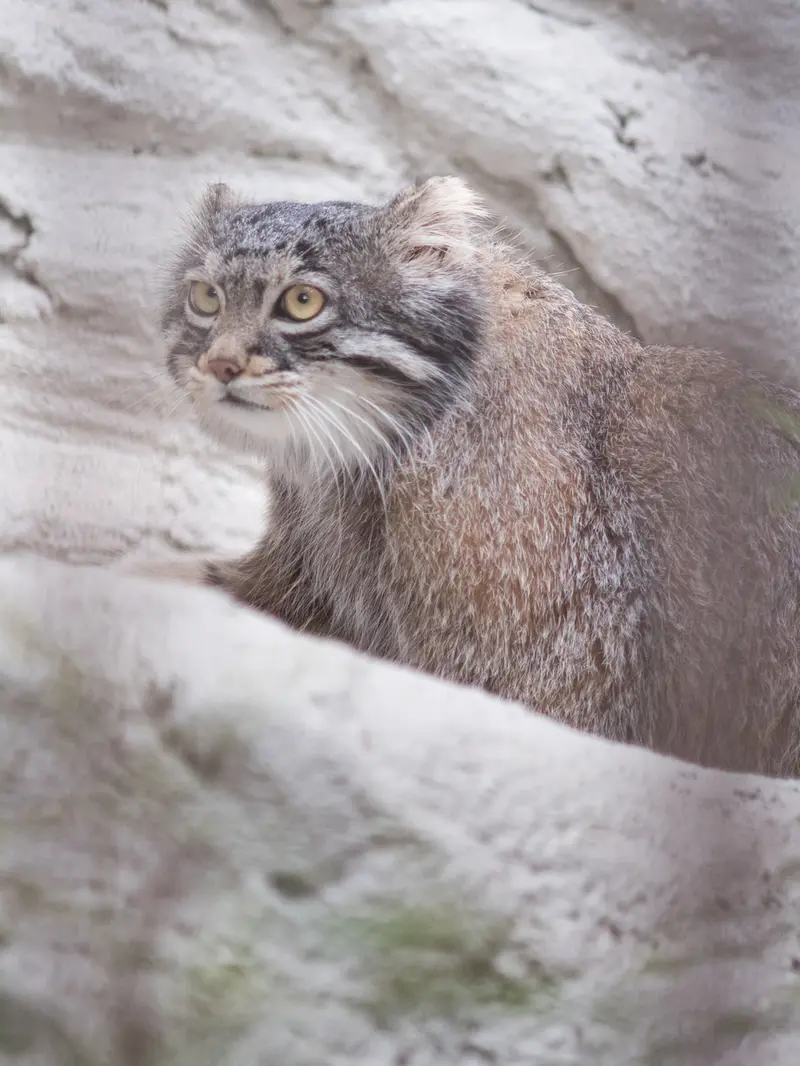 A photograph of Figa in Nogeyama Zoo