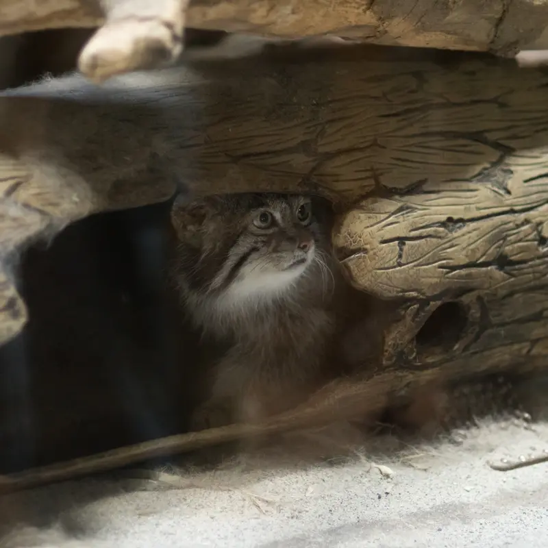A photograph of Klyon in Ueno Zoological Gardens