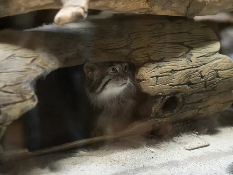 A photograph of Klyon in Ueno Zoological Gardens