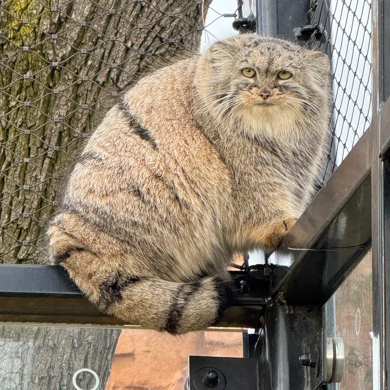 A photograph of Prinsessa in Prague Zoo