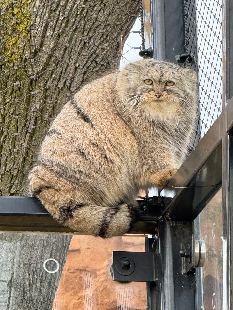 A photograph of Prinsessa in Prague Zoo
