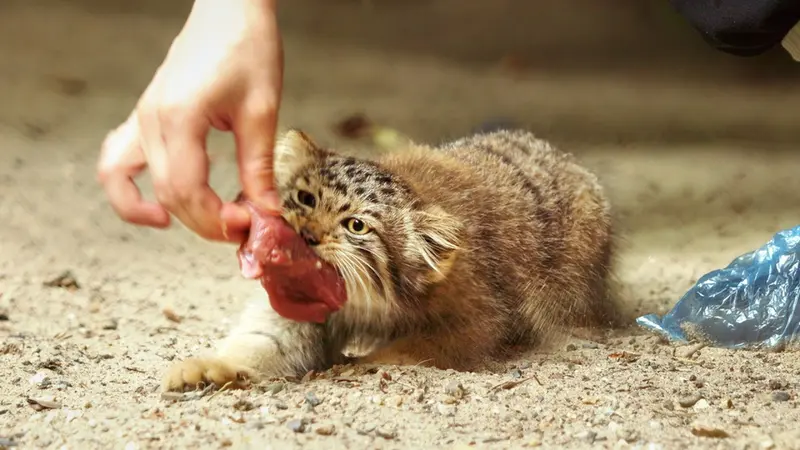 A video of Mia, Kitten of Mia b.2025 Ⅰ, and Kitten of Mia b.2025 Ⅱ in Novosibirsk Zoo