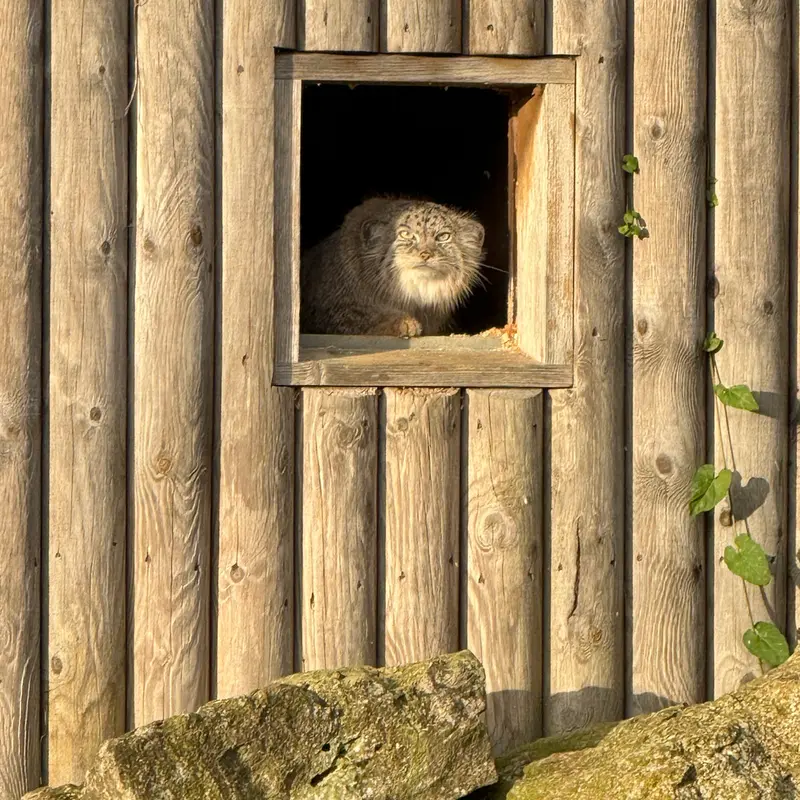 A photograph of Namuu in Port Lympne Wild Animal Park