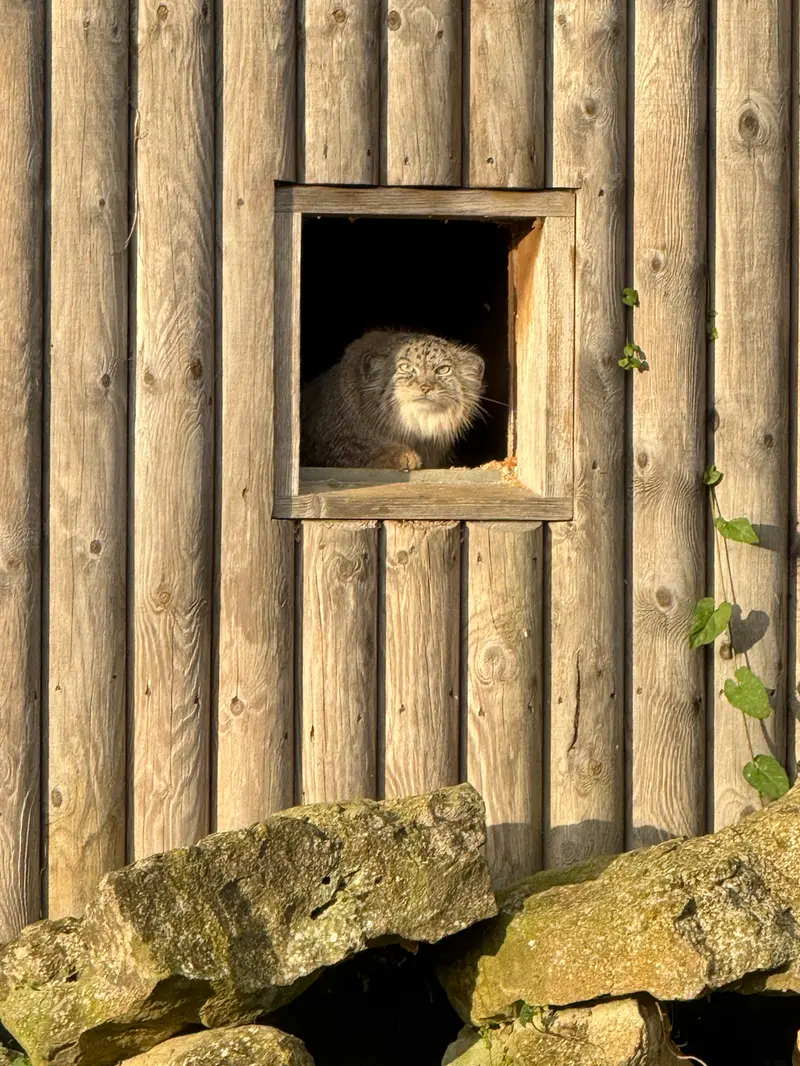 A photograph of Namuu in Port Lympne Wild Animal Park