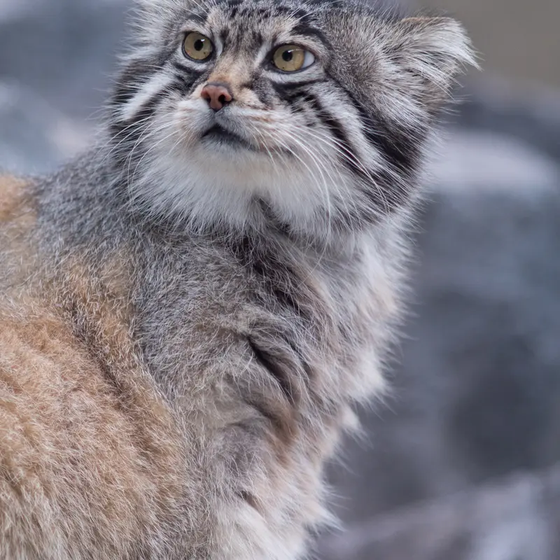 A photograph of Grusha in Asahiyama Zoo