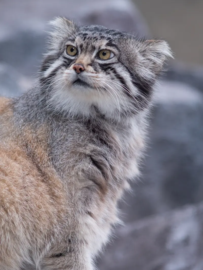 A photograph of Grusha in Asahiyama Zoo