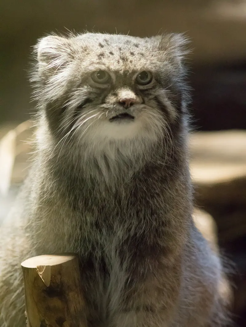 A photograph of Klyon in Ueno Zoological Gardens