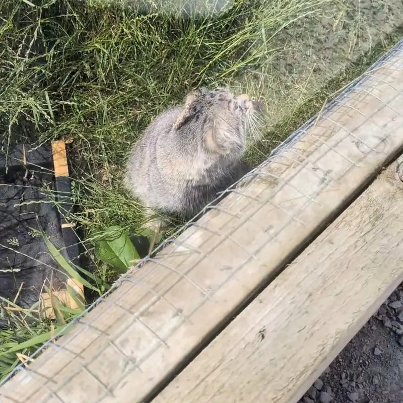 A photograph of a Pallas's cat in The Lakeland Wildlife Oasis