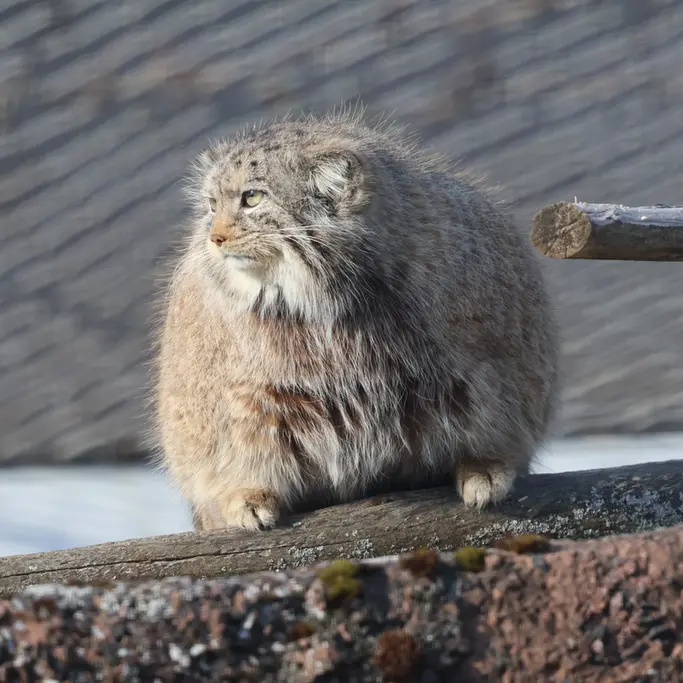 A photograph of Mimi in Korkeasaari Zoo