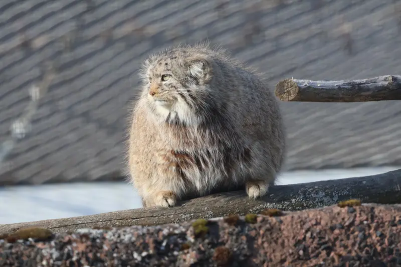 A photograph of Mimi in Korkeasaari Zoo