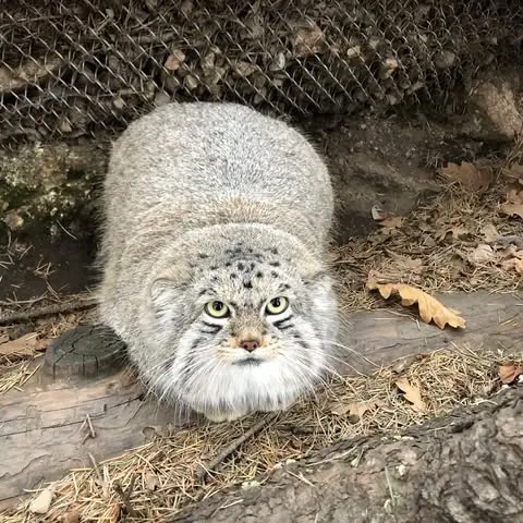 A photograph of Bo in Cheyenne Mountain Zoo