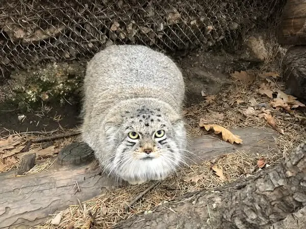 A photograph of Bo in Cheyenne Mountain Zoo