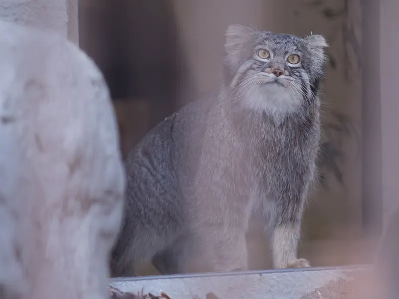 A photograph of Figa in Nogeyama Zoo