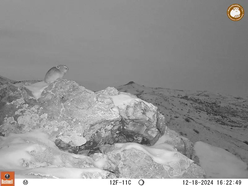 A photograph of Pika from Besshoky 1 camera trap