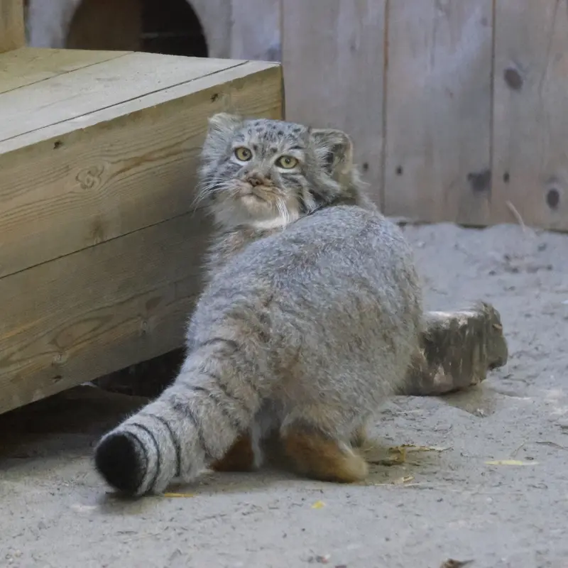 A photograph of Daughter of Lolo b.2026 Ⅰ in Novosibirsk Zoo