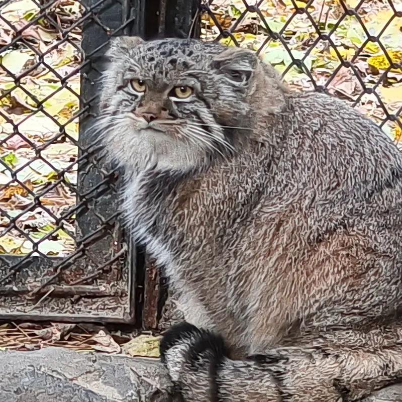 A photograph of Son of Adele b.2026 Ⅰ in Novosibirsk Zoo