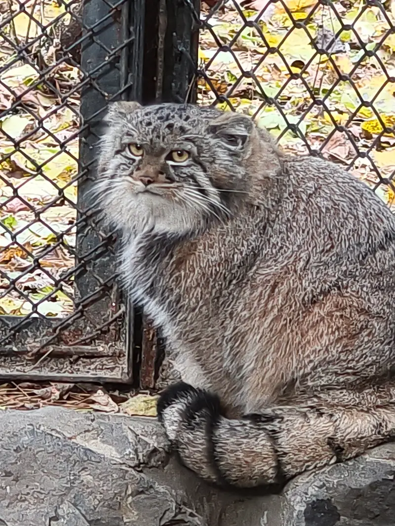 A photograph of Son of Adele b.2026 Ⅰ in Novosibirsk Zoo
