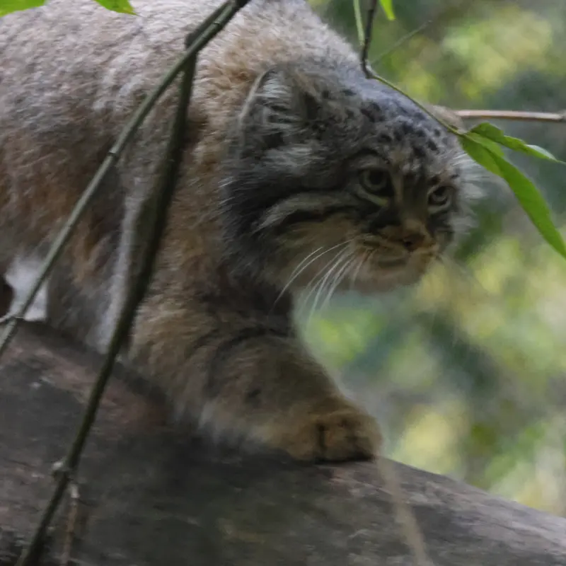 A photograph of Zosya in Novosibirsk Zoo
