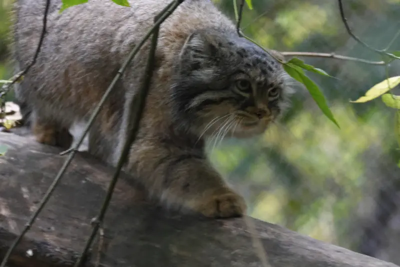 A photograph of Zosya in Novosibirsk Zoo