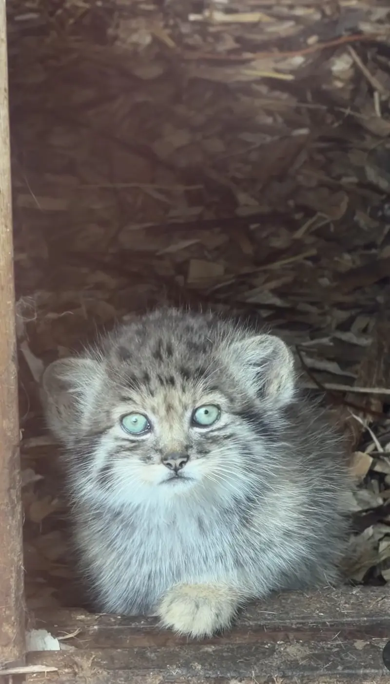 4 Kittens born at Banham Zoo to Zaya and Khal!