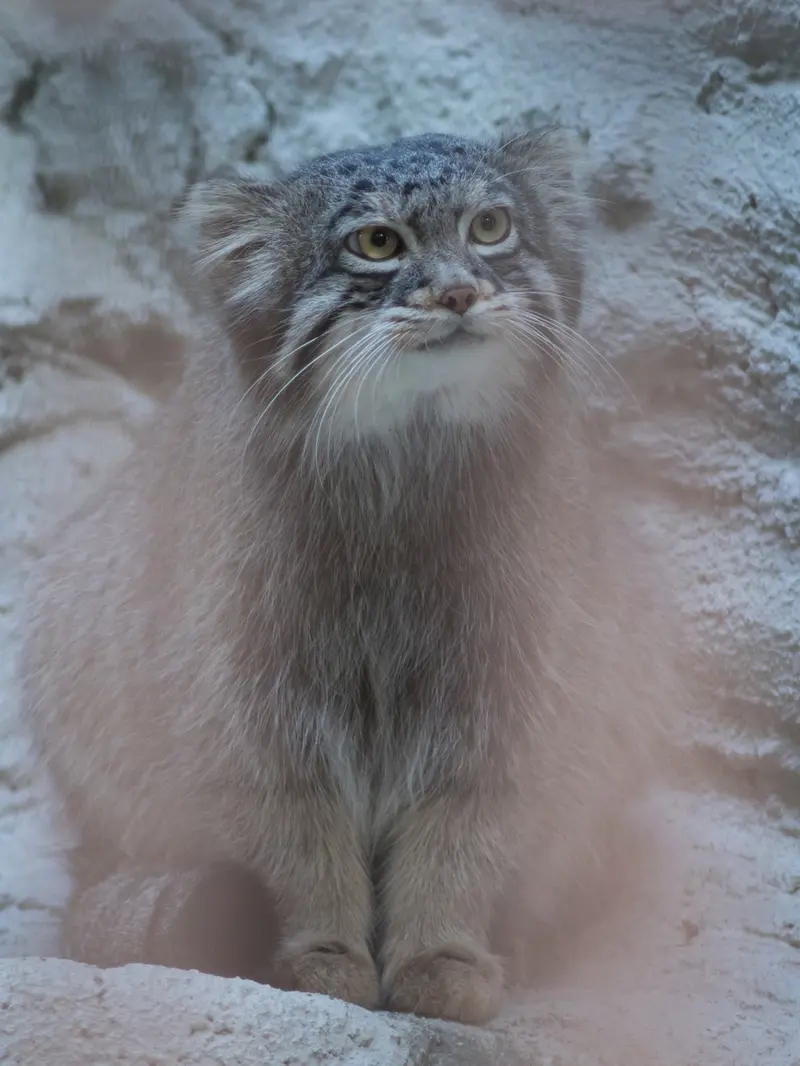A photograph of Figa in Nogeyama Zoo