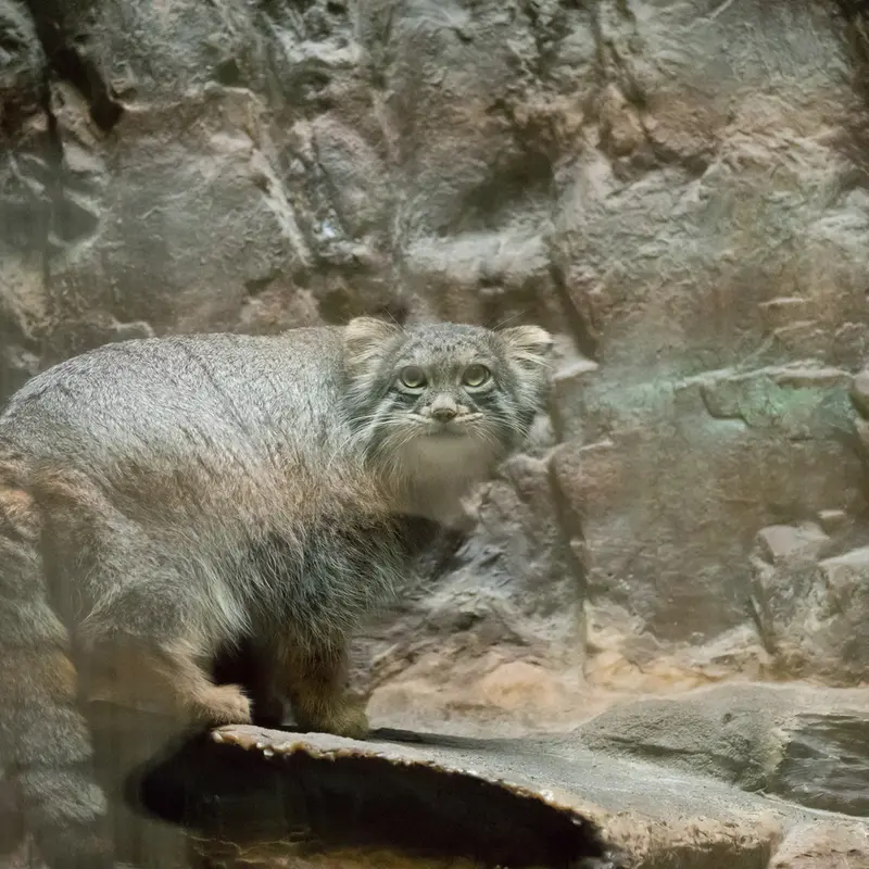 A photograph of Figa in Ueno Zoological Gardens