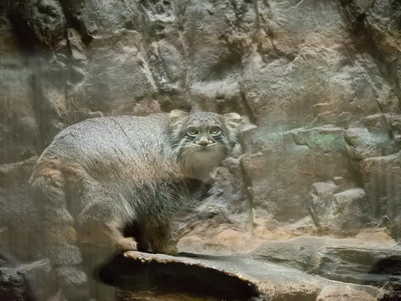 A photograph of Figa in Ueno Zoological Gardens