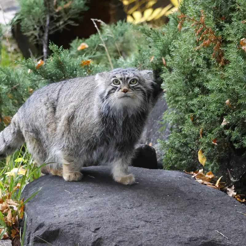 A photograph of a Pallas's cat