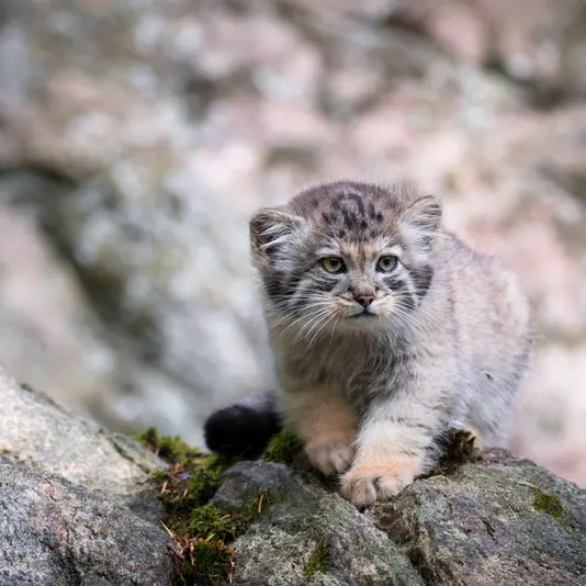 A photograph of Thomas O'Malley in Nordens Ark