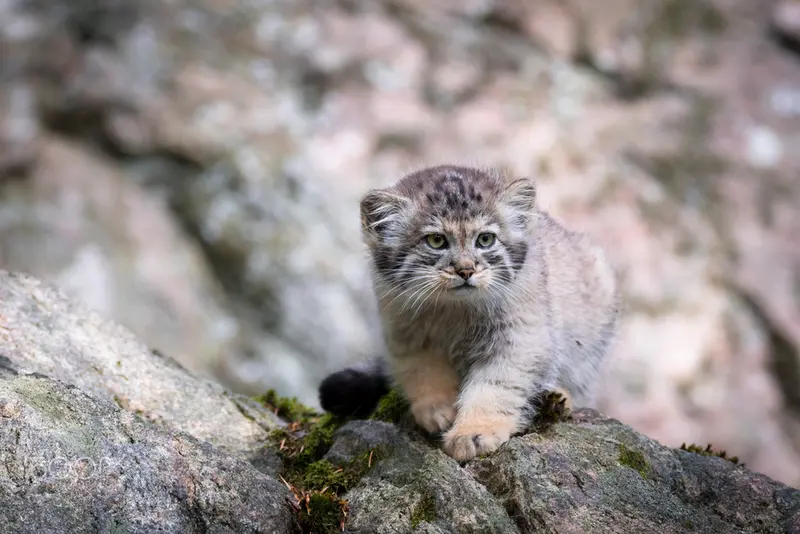 A photograph of Thomas O'Malley in Nordens Ark