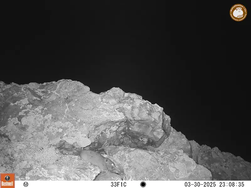 A photograph of Pika from Besshoky 1 camera trap