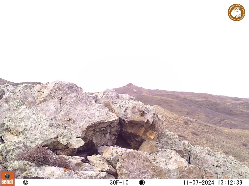 A photograph of Pika from Besshoky 1 camera trap