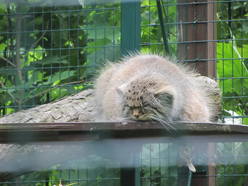 A photograph of Manni in Dessau Zoo