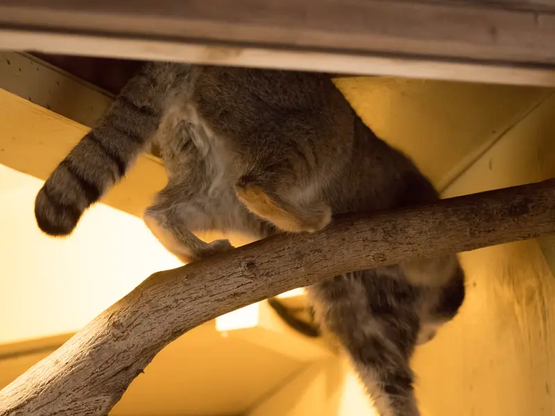 A photograph of Oto in Saitama Children's Zoo