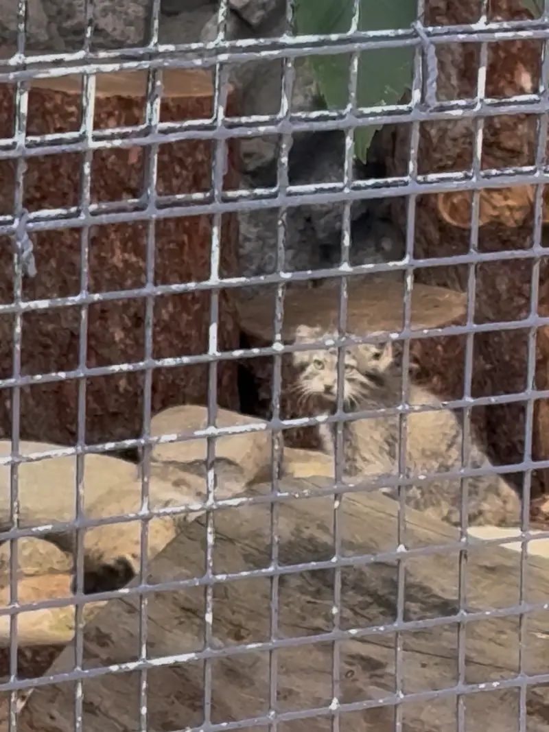 A photograph of Kitten of Pepe b.2026 Ⅰ and Kitten of Pepe b.2026 Ⅱ in Leningrad zoo