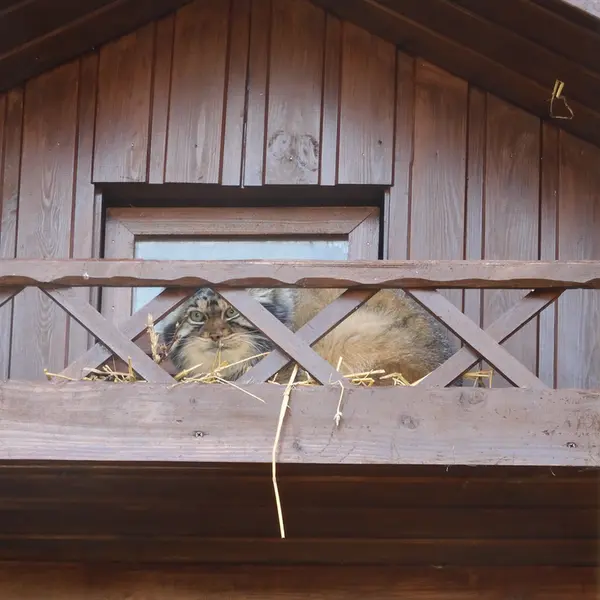 A photograph of Altay in Izhevsk Zoo (Udmurt Zoo)